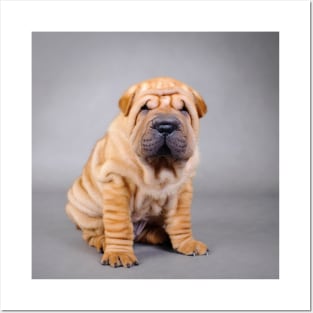 Shar pei puppy Posters and Art